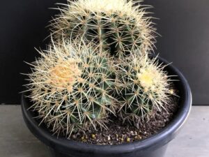 Echinacactus grusonii