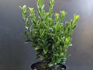 Euonymous 'Green Rocket'