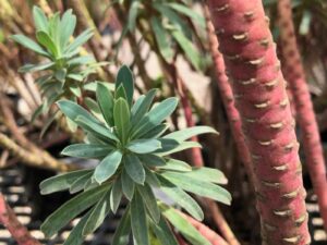 Euphorbia wulfenii