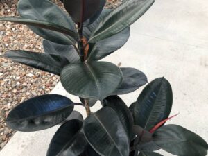 Ficus elastica Burgundy