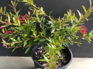 Grevillea Lady O