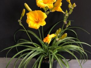 Hemerocallis hybrids