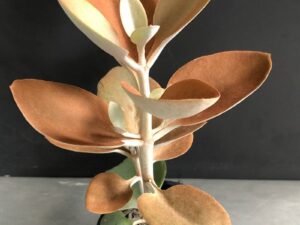 Kalanchoe Copper Spoons