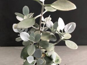 Kalanchoe Silver Spoons