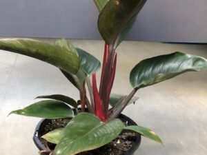 Philodendron Birkin