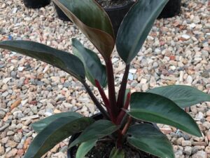 Philodendron Rojo Congo