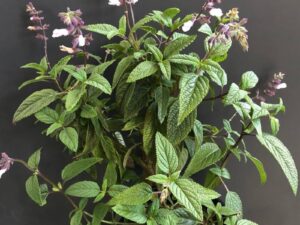 Salvia leucantha