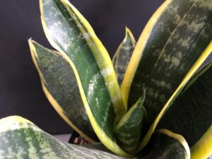 Sansevieria Golden Hahnii 140mm