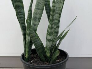 Sansevieria trifasciata 200mm