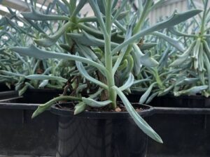 Senecio Trident Blue