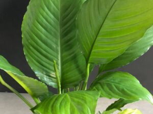 Spathiphyllum Sensation 200mm