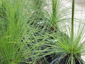 Xanthorrhoea Johnsonii - 400mm
