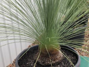 Xanthorrhoea glauca