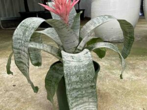 aechmea-species