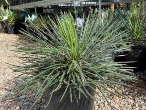 agave-geminiflora