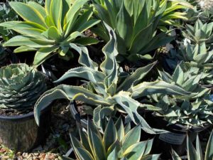 Agave