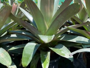 alcantarea-imperialis-rubra