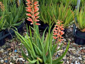 aloe-species
