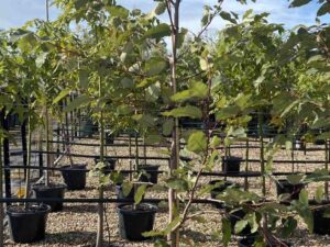corymbia-ficifolia