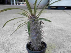 pachypodium-lamerei