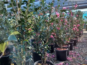 300mm Camellia stock looking amazing at the moment!