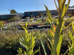 Banksia serrata is only one variety in a huge range of quality native plants currently available in the Trademart.