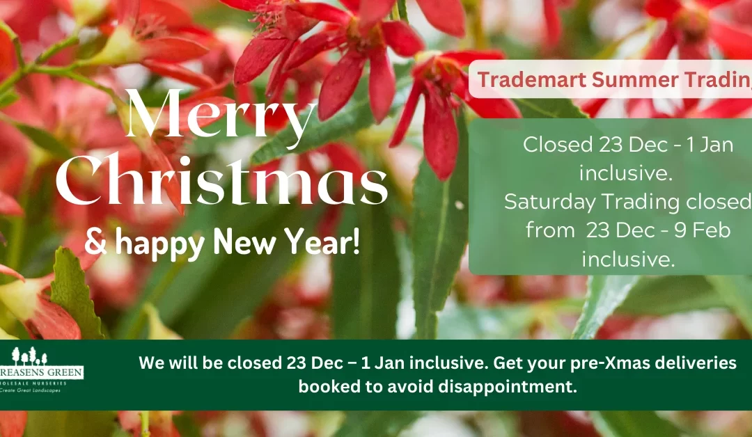 Trademart Summer Trading