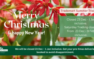 Trademart Summer Trading