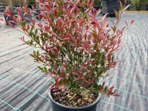 Acmena smithii 'Cherry Surprise'