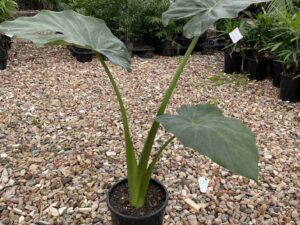 Alocasia macrorrhiza