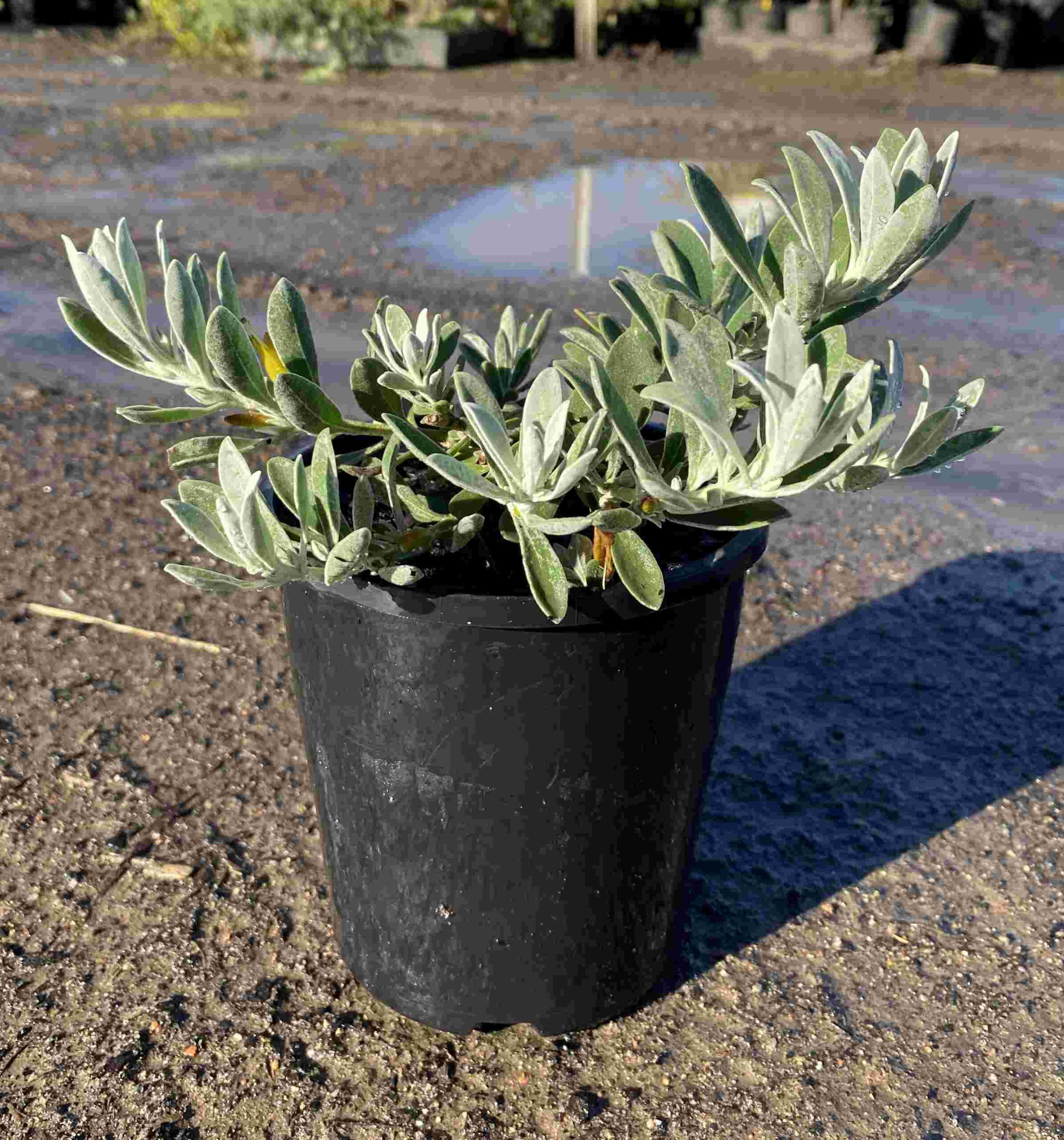 eremophila-glabra-blue-horizon