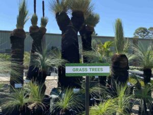 Xanthorrhoea species